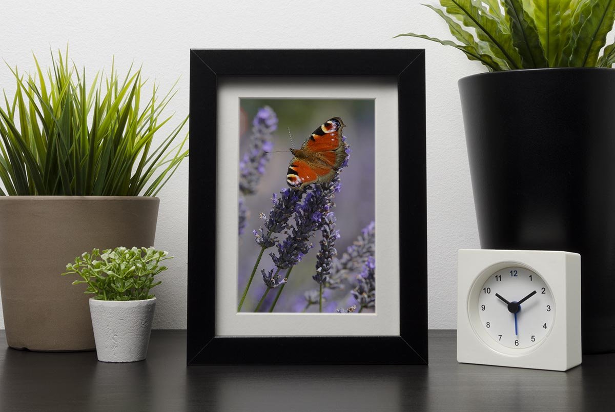 Butterfly on Lavender Framed Print - Canvas Art Rocks - 1