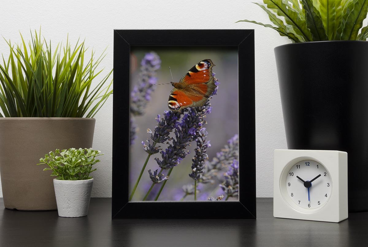 Butterfly on Lavender Framed Print - Canvas Art Rocks - 2
