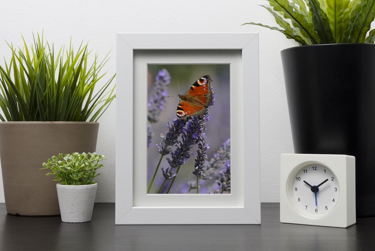 Butterfly on Lavender Framed Print - Canvas Art Rocks - 3