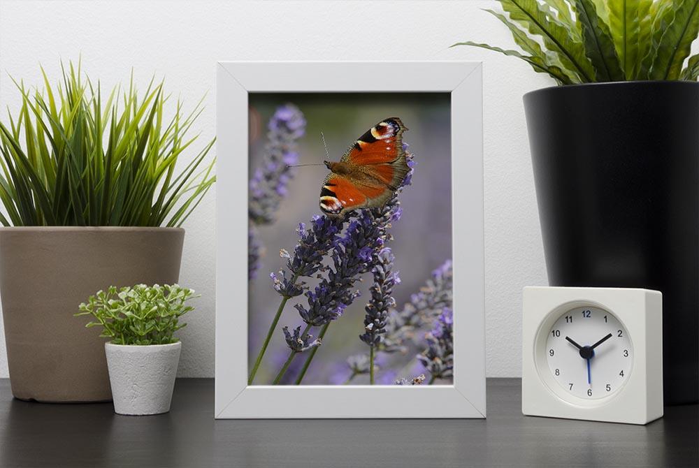 Butterfly on Lavender Framed Print - Canvas Art Rocks - 4