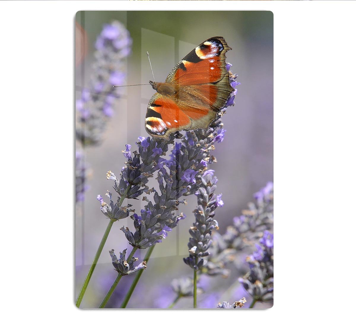 Butterfly on Lavender HD Metal Print - Canvas Art Rocks - 1