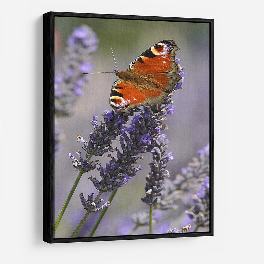 Butterfly on Lavender HD Metal Print - Canvas Art Rocks - 6