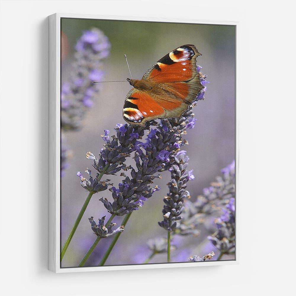 Butterfly on Lavender HD Metal Print - Canvas Art Rocks - 7
