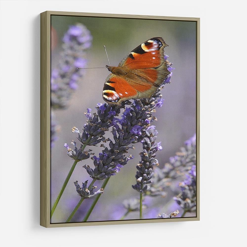 Butterfly on Lavender HD Metal Print - Canvas Art Rocks - 8