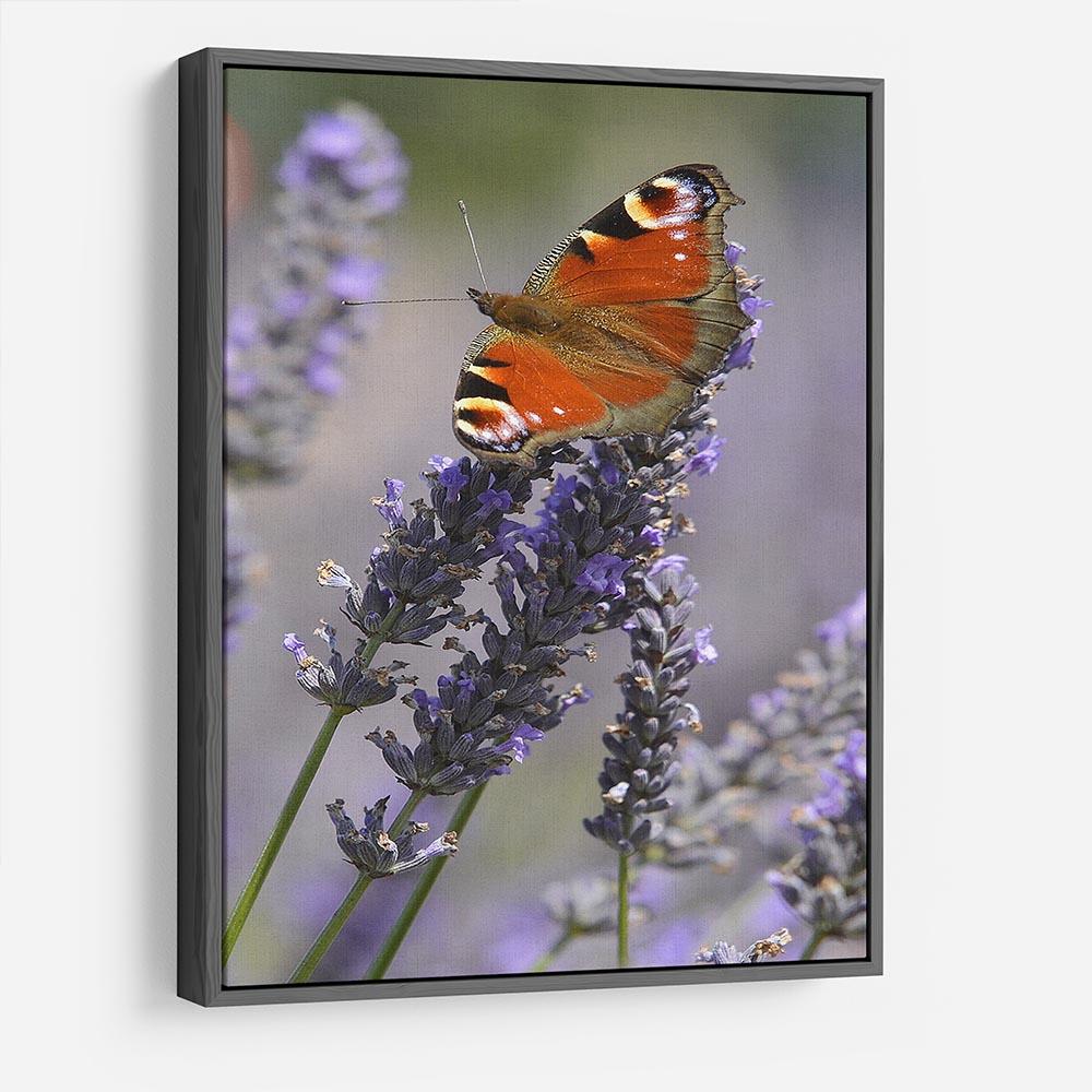 Butterfly on Lavender HD Metal Print - Canvas Art Rocks - 9