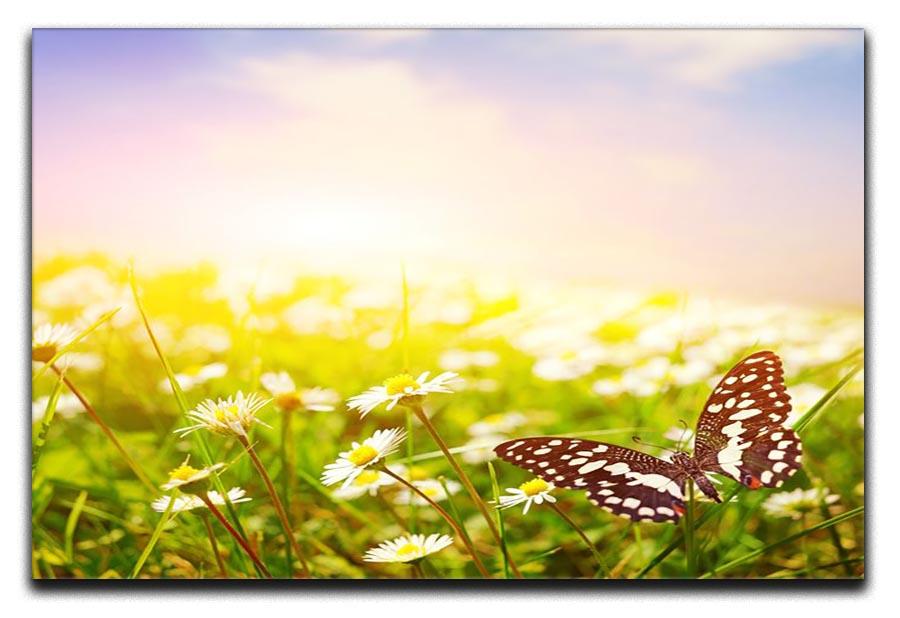 Butterfly on a daisy field Canvas Print or Poster - Canvas Art Rocks - 1