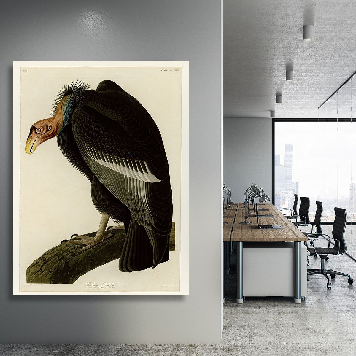 Californian Vulture by Audubon Canvas Print or Poster