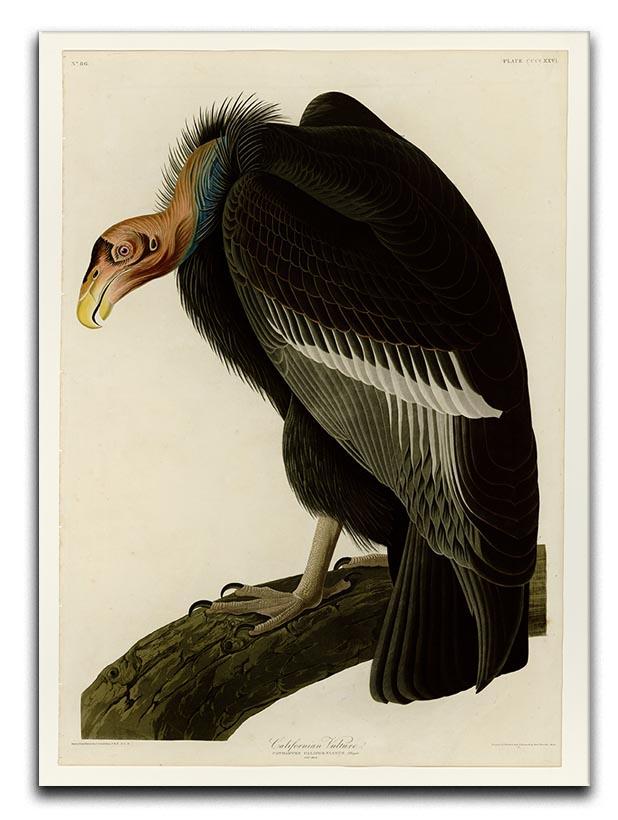 Californian Vulture by Audubon Canvas Print or Poster - Canvas Art Rocks - 1
