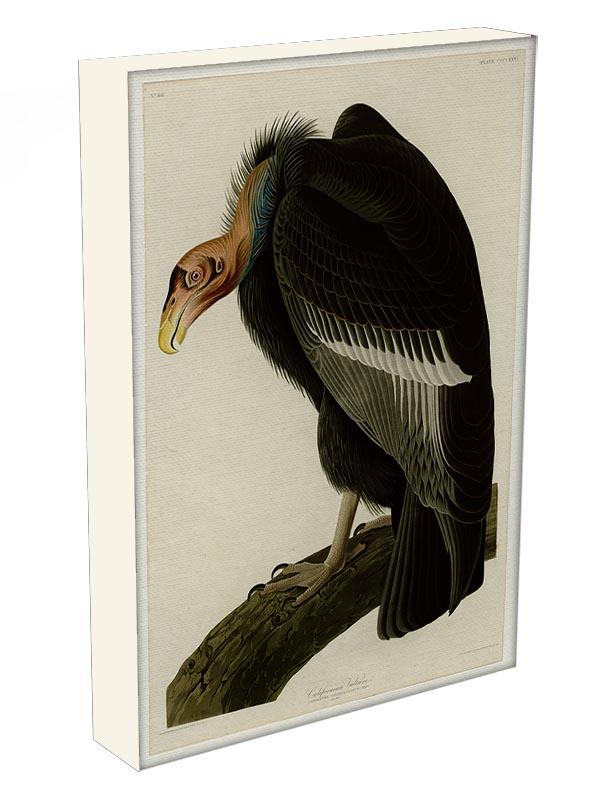 Californian Vulture by Audubon Canvas Print or Poster - Canvas Art Rocks - 3