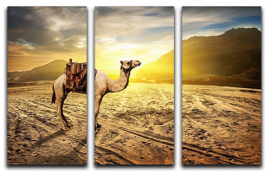 Camel in sandy desert near mountains at sunset 3 Split Panel Canvas Print - Canvas Art Rocks - 1