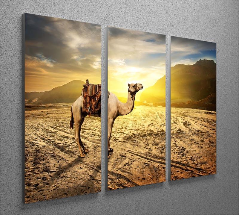 Camel in sandy desert near mountains at sunset 3 Split Panel Canvas Print - Canvas Art Rocks - 2