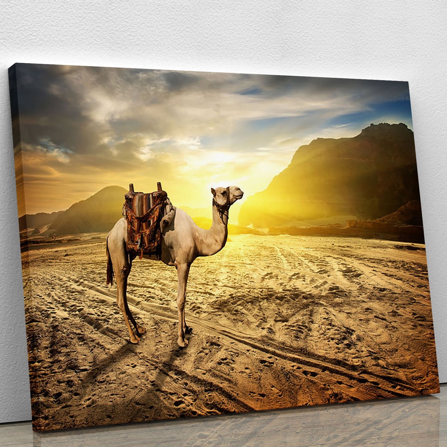 Camel in sandy desert near mountains at sunset Canvas Print or Poster