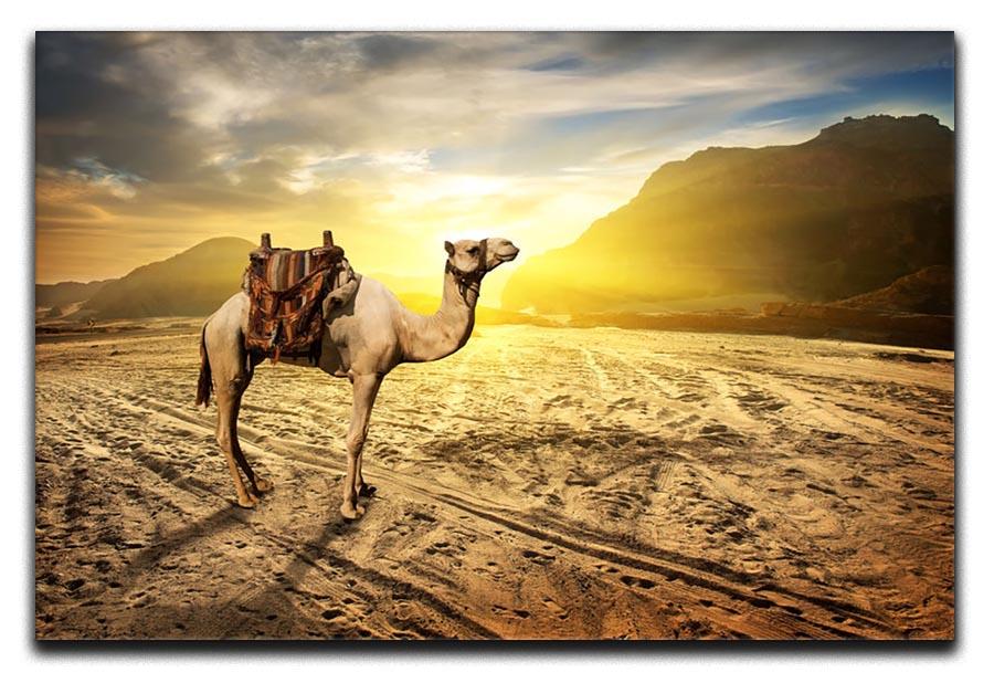 Camel in sandy desert near mountains at sunset Canvas Print or Poster - Canvas Art Rocks - 1
