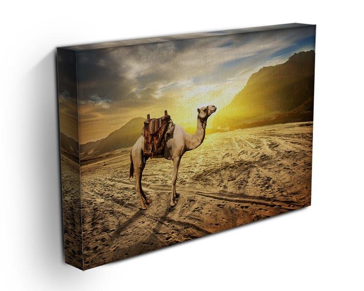 Camel in sandy desert near mountains at sunset Canvas Print or Poster - Canvas Art Rocks - 3
