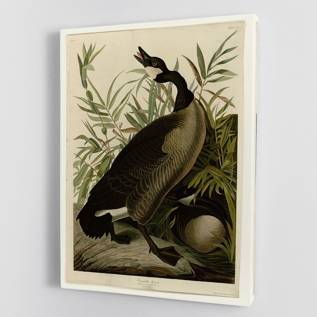 Canada Goose by Audubon Canvas Print or Poster