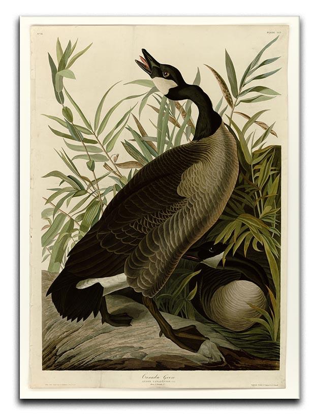 Canada Goose by Audubon Canvas Print or Poster - Canvas Art Rocks - 1