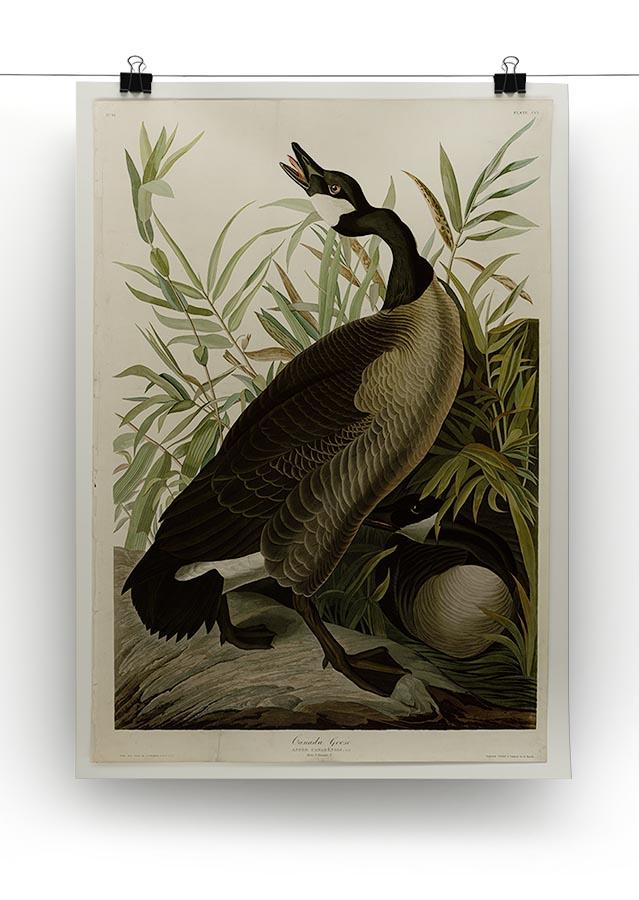 Canada Goose by Audubon Canvas Print or Poster - Canvas Art Rocks - 2