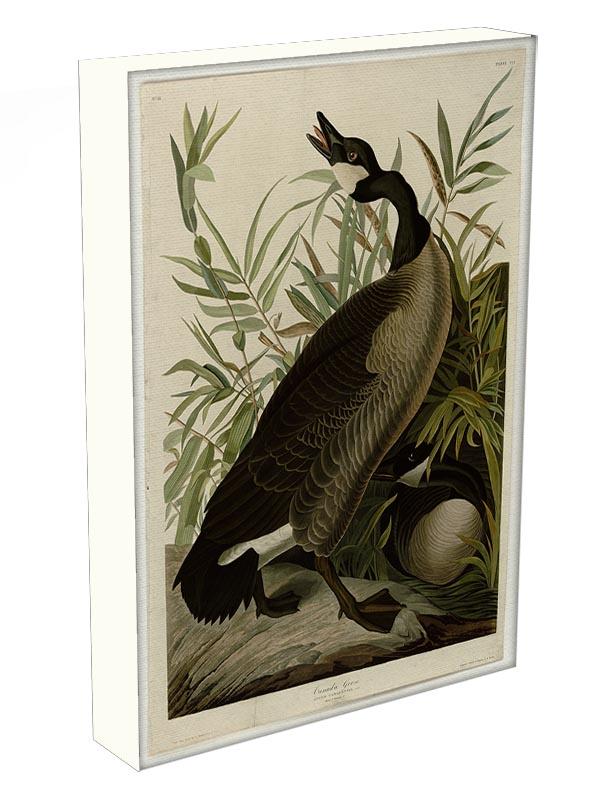 Canada Goose by Audubon Canvas Print or Poster - Canvas Art Rocks - 3