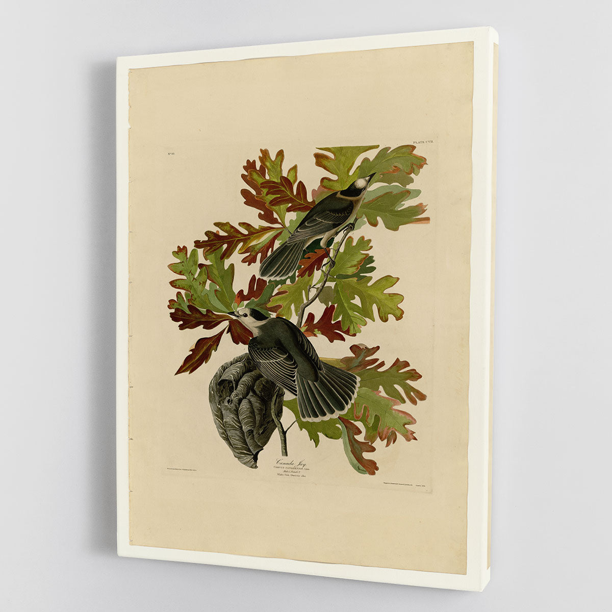 Canada Jay by Audubon Canvas Print or Poster - Canvas Art Rocks - 1