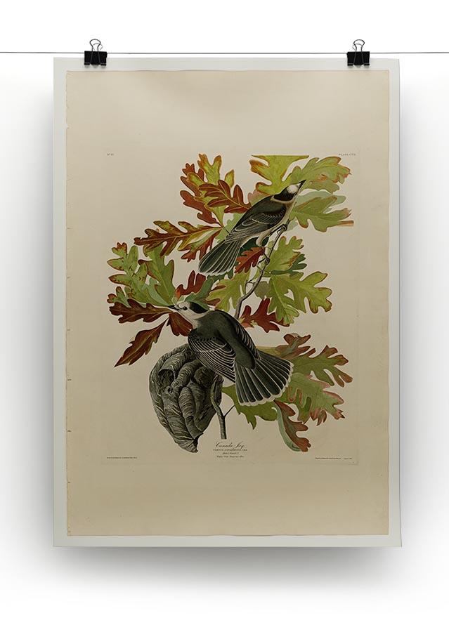 Canada Jay by Audubon Canvas Print or Poster - Canvas Art Rocks - 2