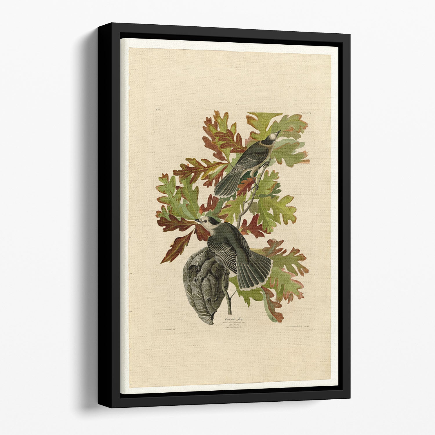 Canada Jay by Audubon Floating Framed Canvas