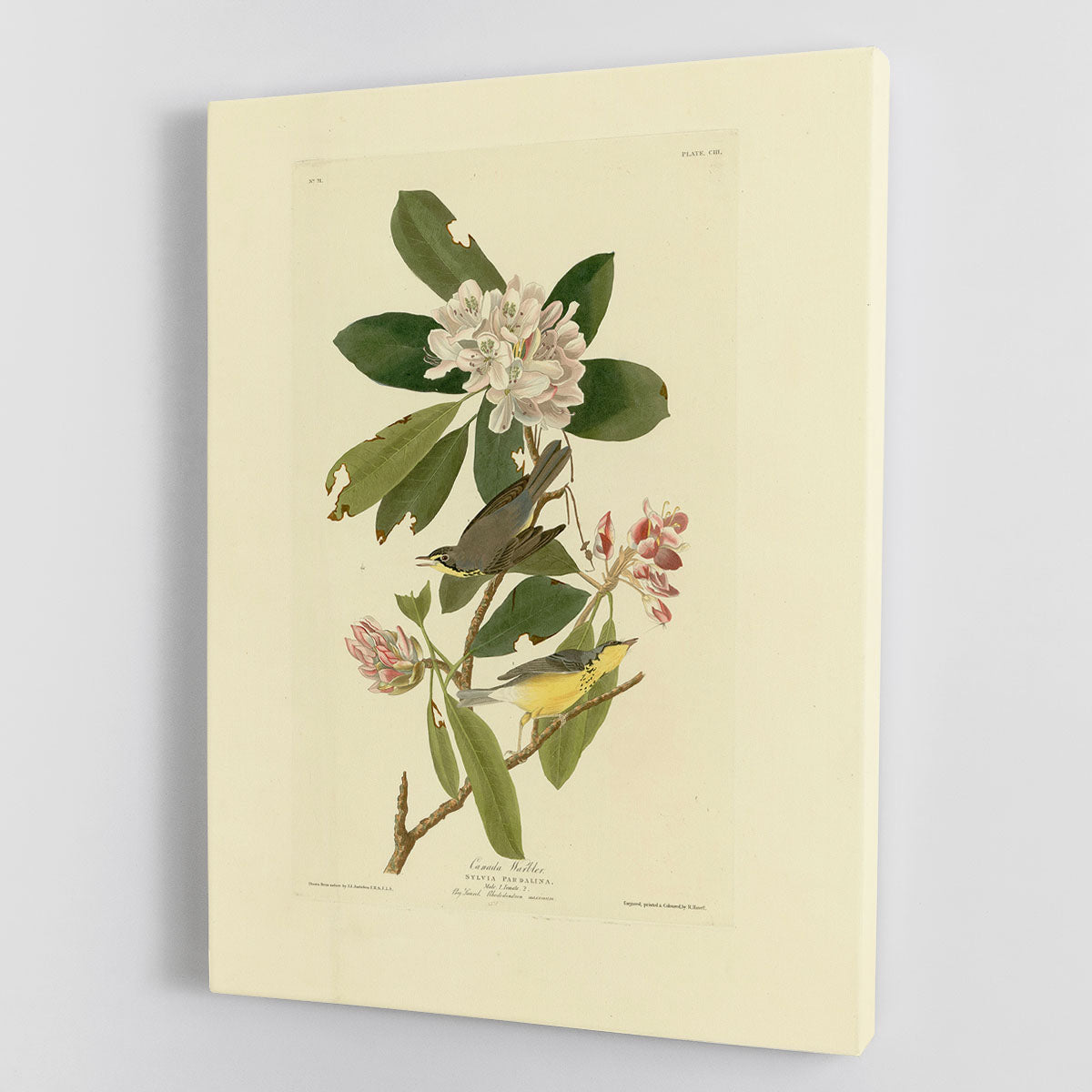 Canada Warbler by Audubon Canvas Print or Poster - Canvas Art Rocks - 1