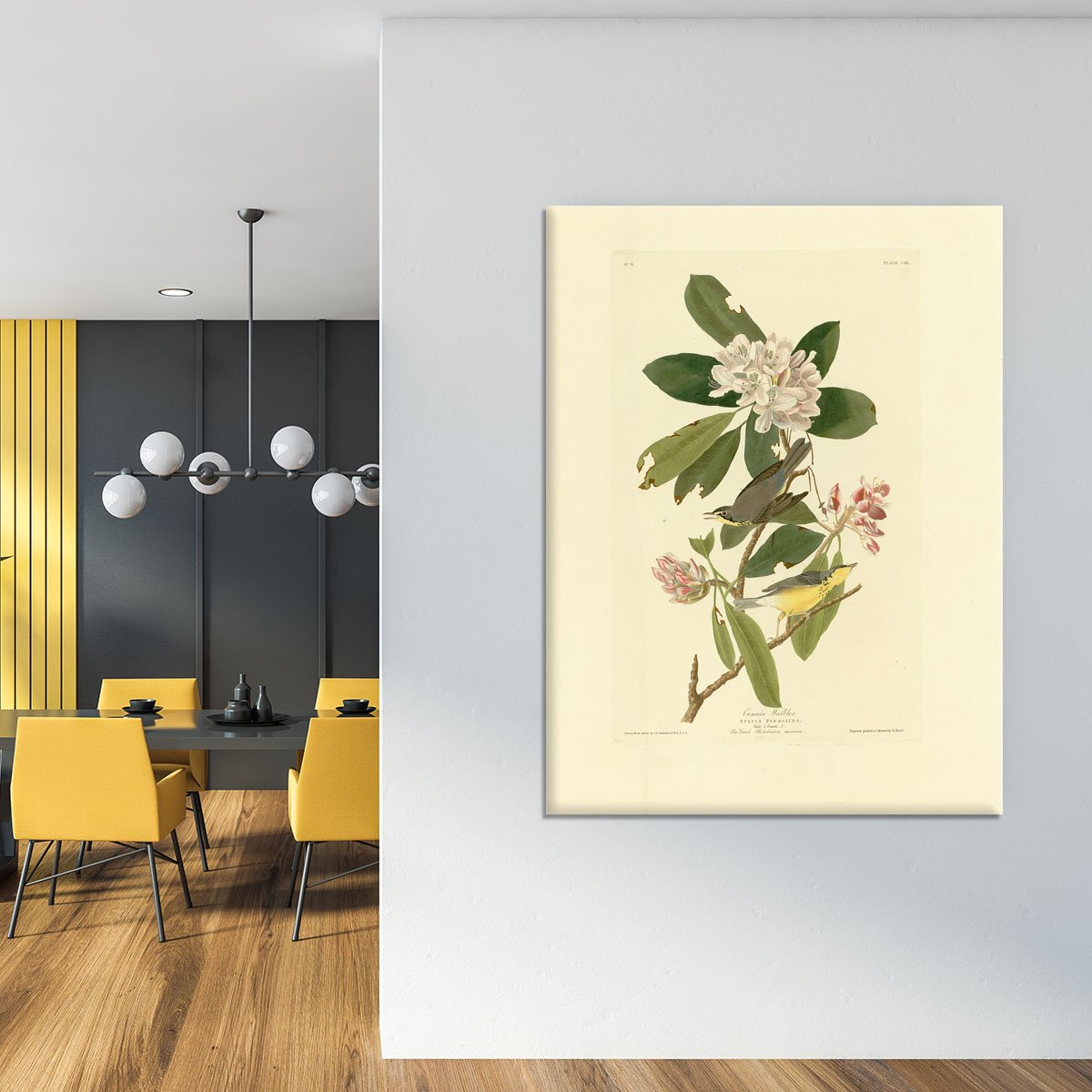Canada Warbler by Audubon Canvas Print or Poster