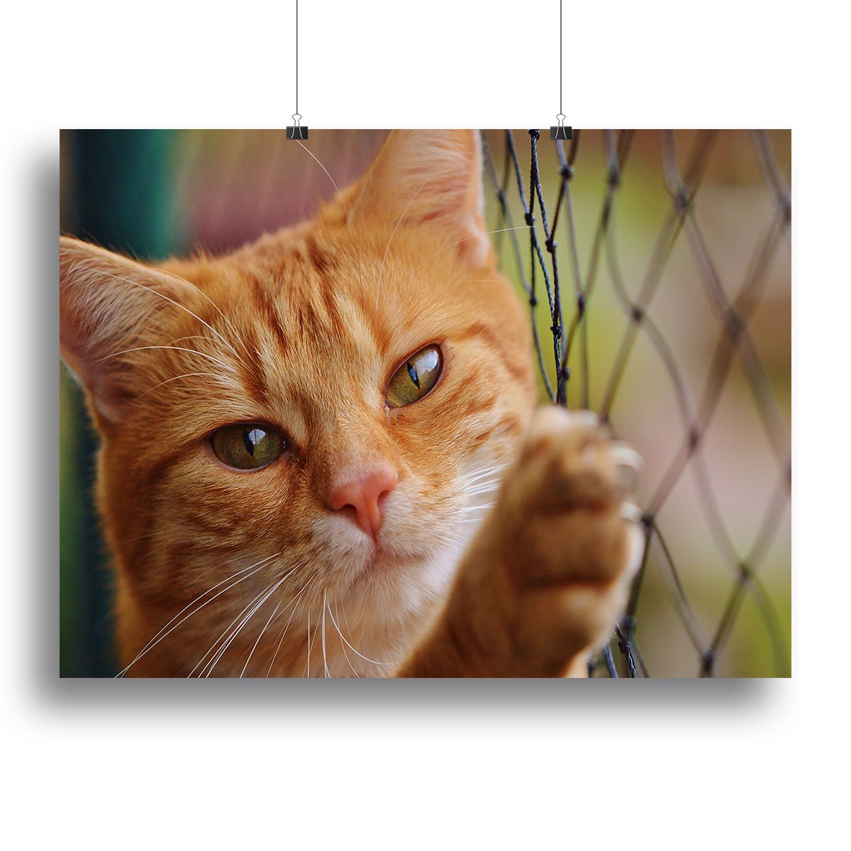 Cat Canvas Print or Poster