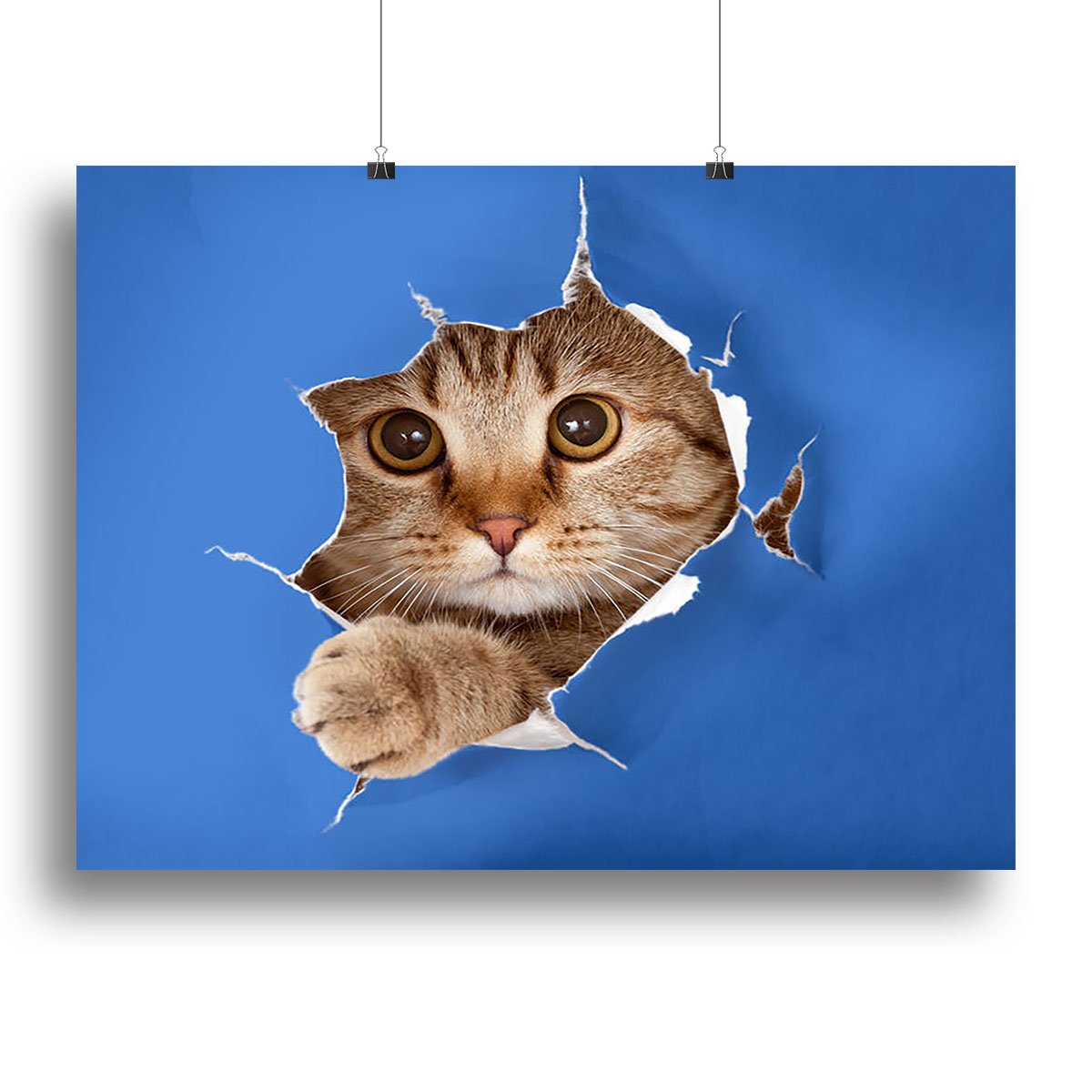 Cat in blue chromakey paper hole Canvas Print or Poster