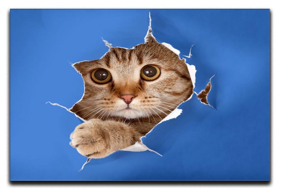 Cat in blue chromakey paper hole Canvas Print or Poster - Canvas Art Rocks - 1
