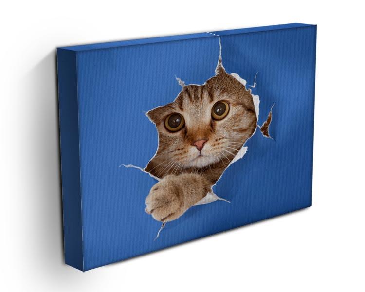 Cat in blue chromakey paper hole Canvas Print or Poster - Canvas Art Rocks - 3
