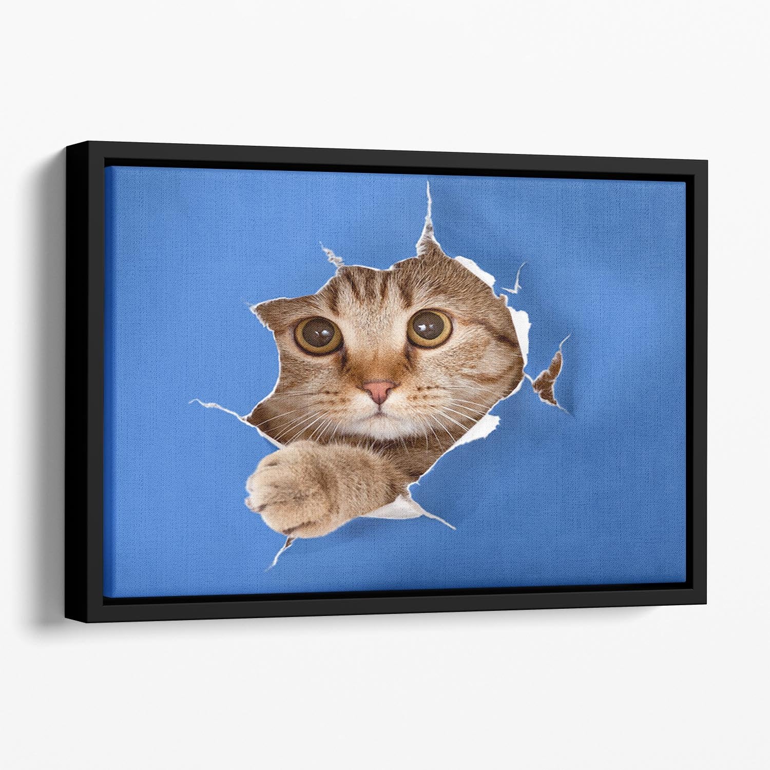 Cat in blue chromakey paper hole Floating Framed Canvas - Canvas Art Rocks - 1