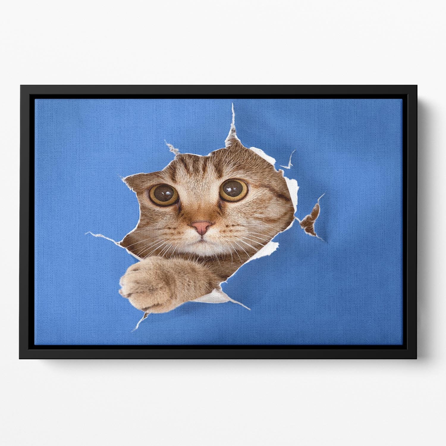 Cat in blue chromakey paper hole Floating Framed Canvas - Canvas Art Rocks - 2