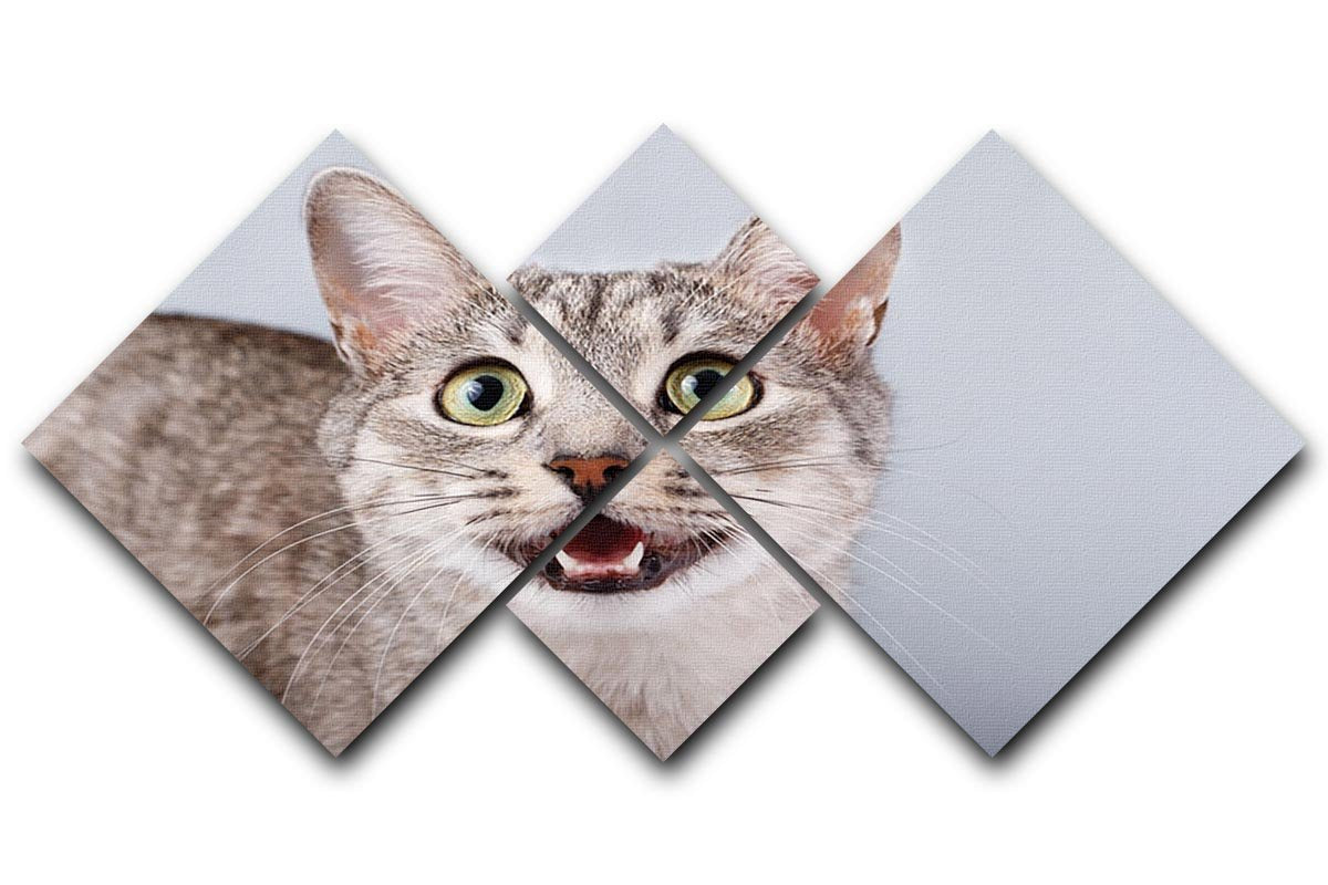 Cat meows gray tabby Shorthair 4 Square Multi Panel Canvas - Canvas Art Rocks - 1