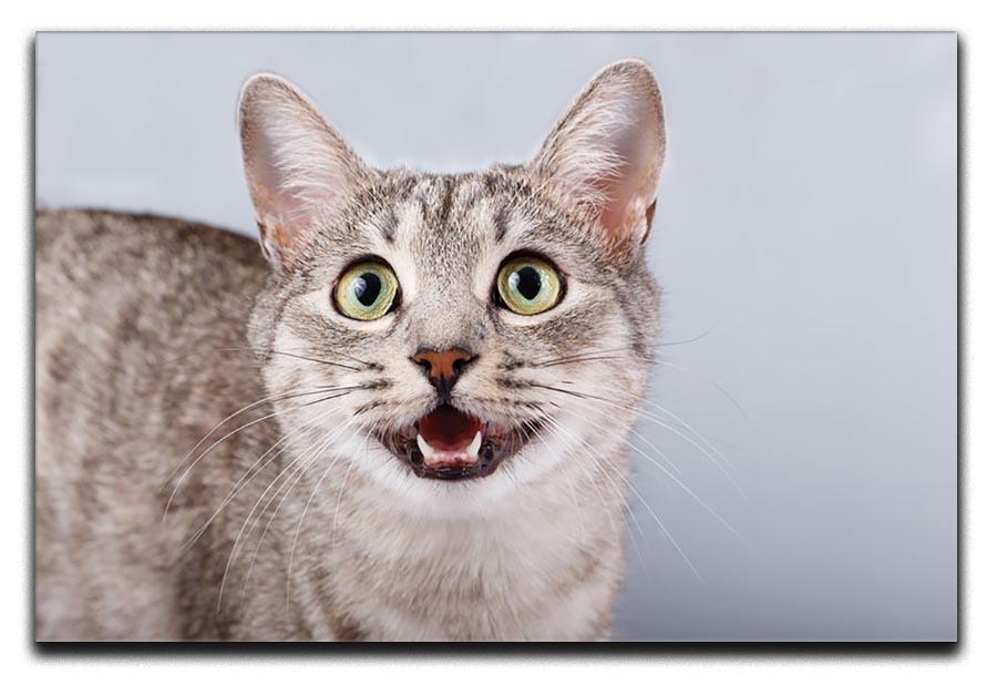 Cat meows gray tabby Shorthair Canvas Print or Poster - Canvas Art Rocks - 1