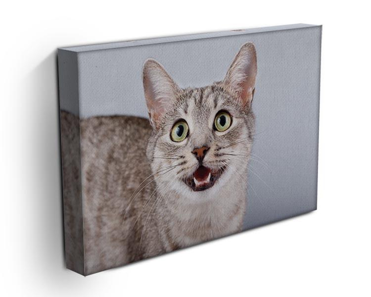 Cat meows gray tabby Shorthair Canvas Print or Poster - Canvas Art Rocks - 3