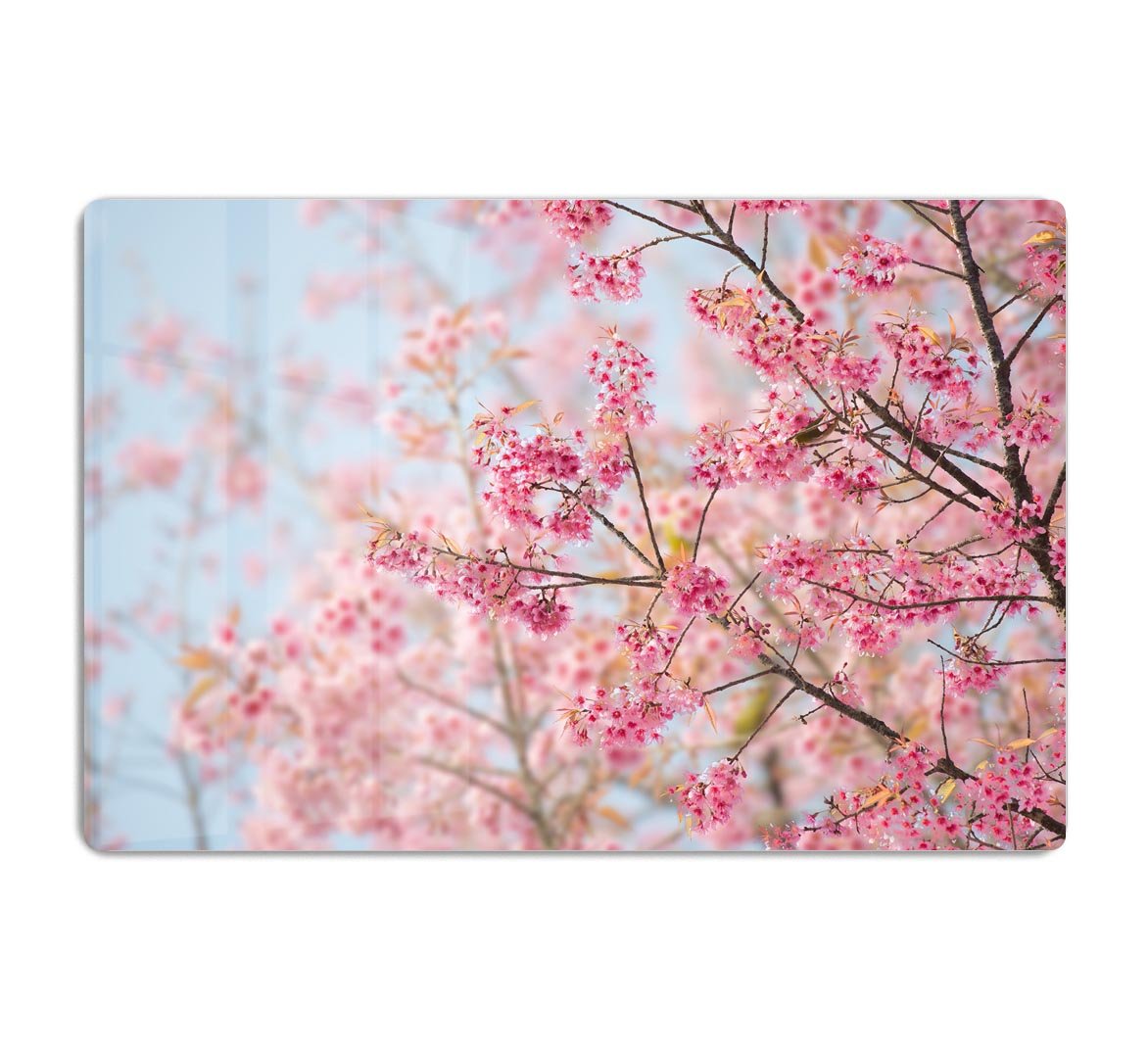Cherry Blossom HD Metal Print