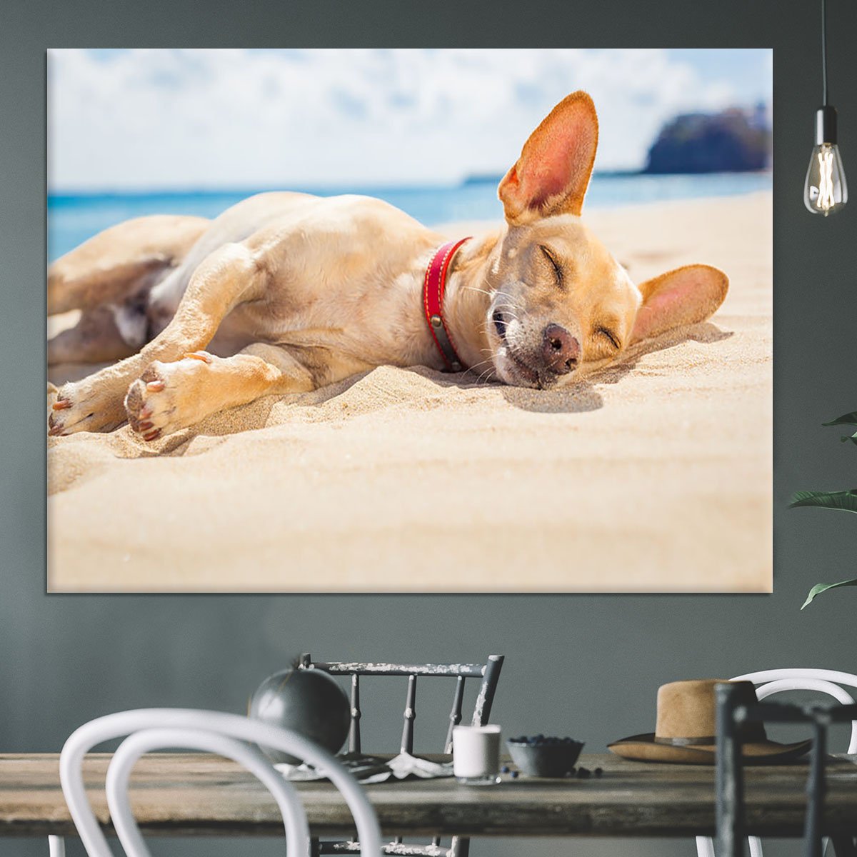 Chihuahua dog relaxing and resting Canvas Print or Poster