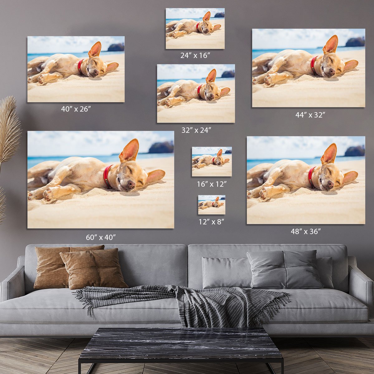 Chihuahua dog relaxing and resting Canvas Print or Poster