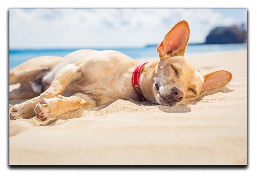 Chihuahua dog relaxing and resting Canvas Print or Poster - Canvas Art Rocks - 1