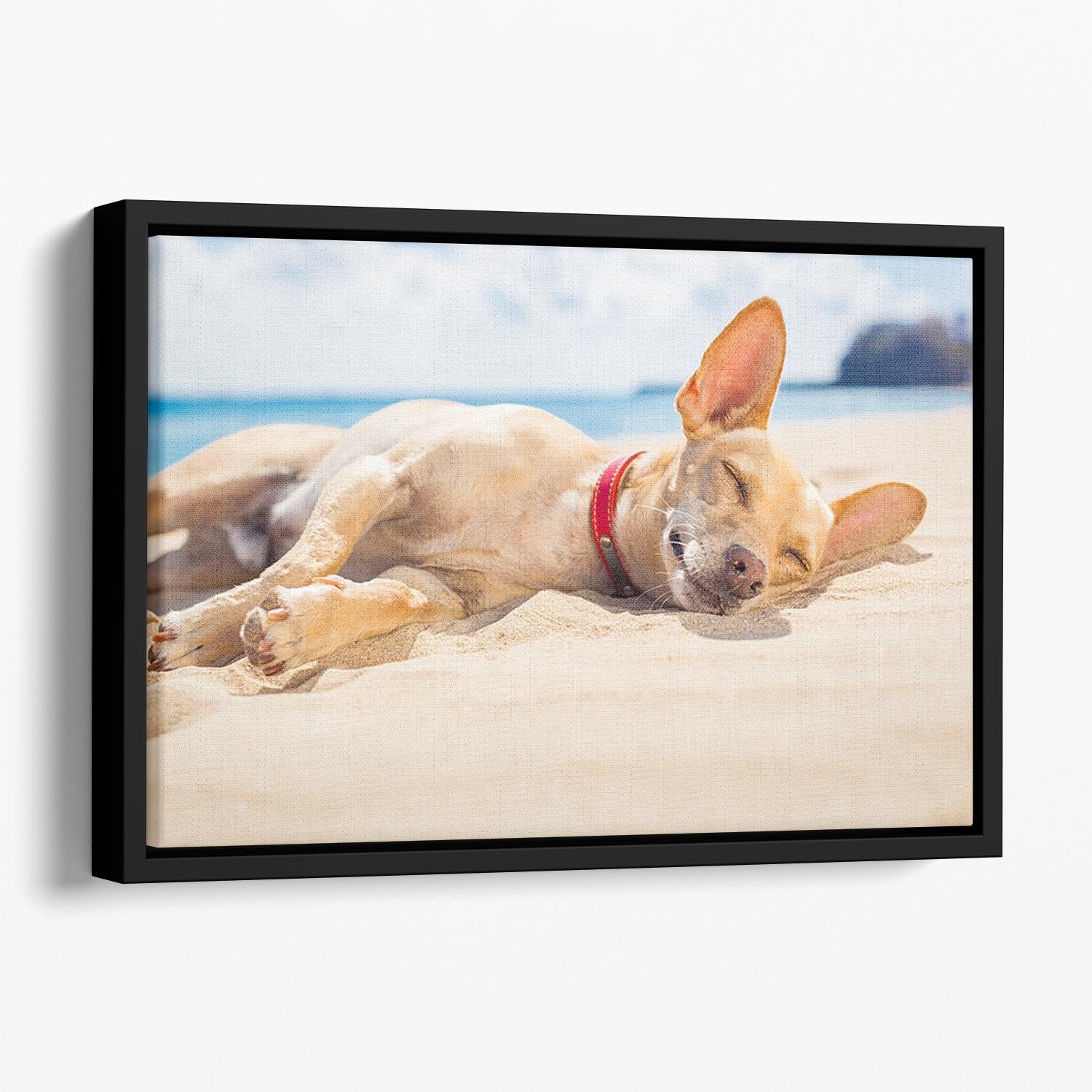 Chihuahua dog relaxing and resting Floating Framed Canvas - Canvas Art Rocks - 1