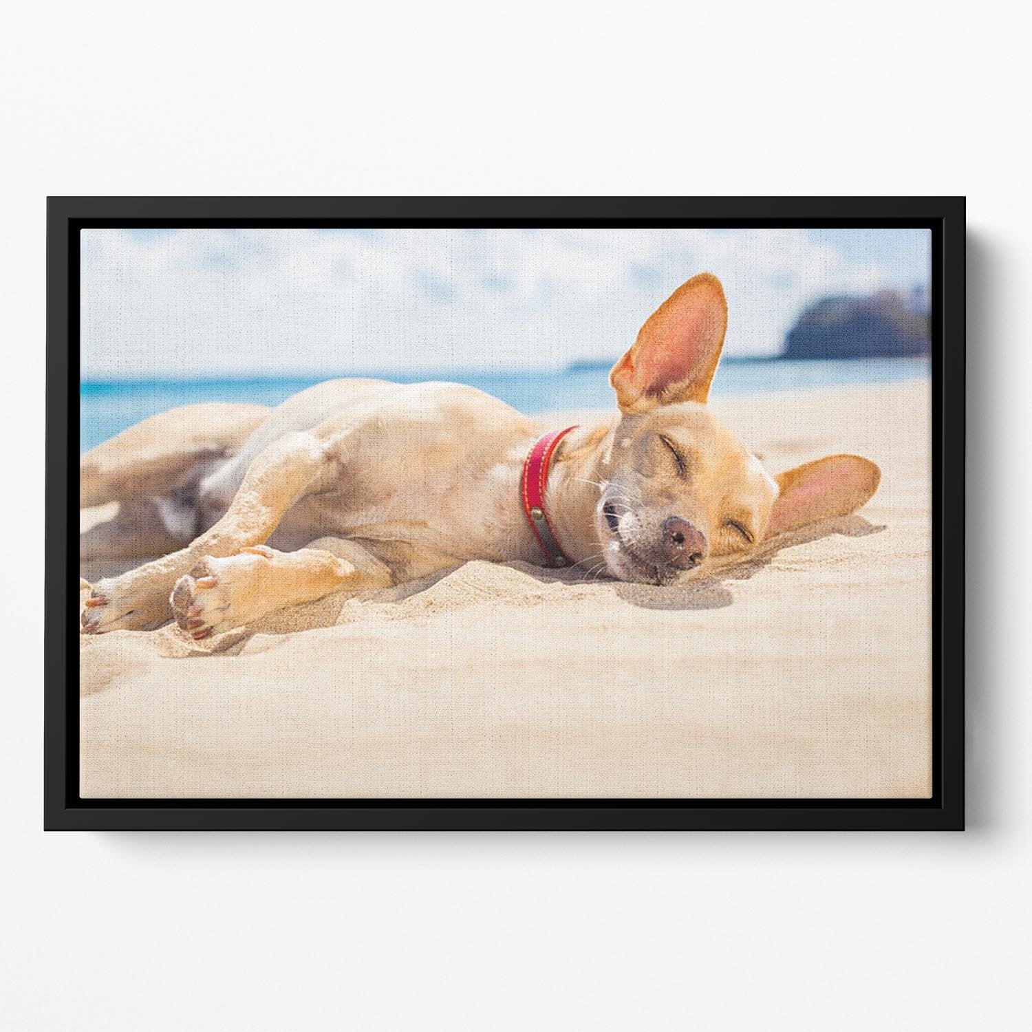 Chihuahua dog relaxing and resting Floating Framed Canvas - Canvas Art Rocks - 2