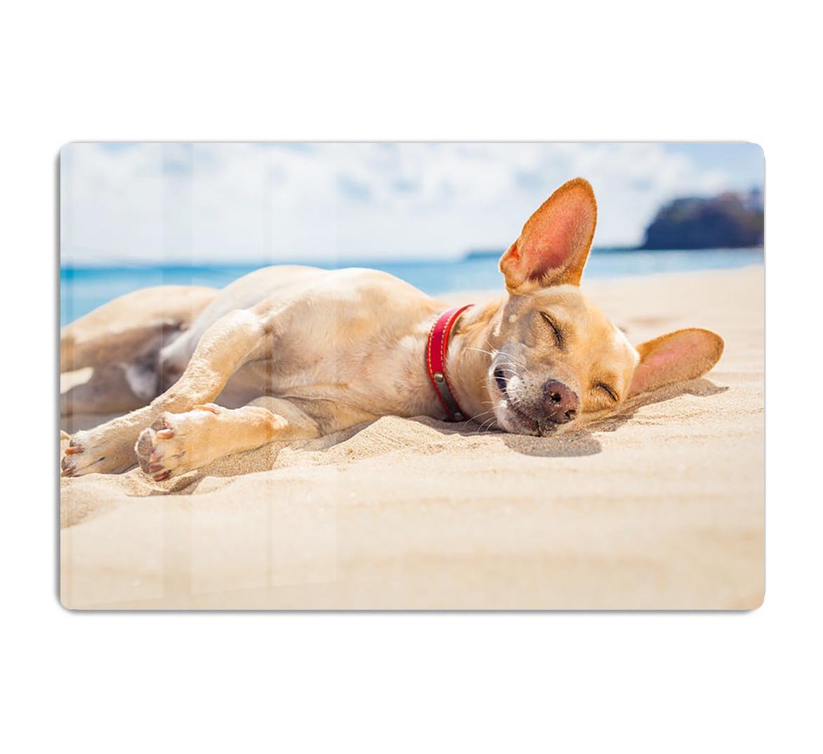 Chihuahua dog relaxing and resting HD Metal Print - Canvas Art Rocks - 1