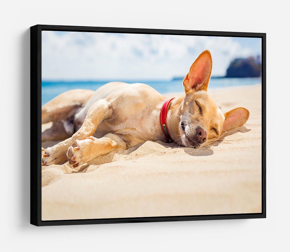 Chihuahua dog relaxing and resting HD Metal Print - Canvas Art Rocks - 6