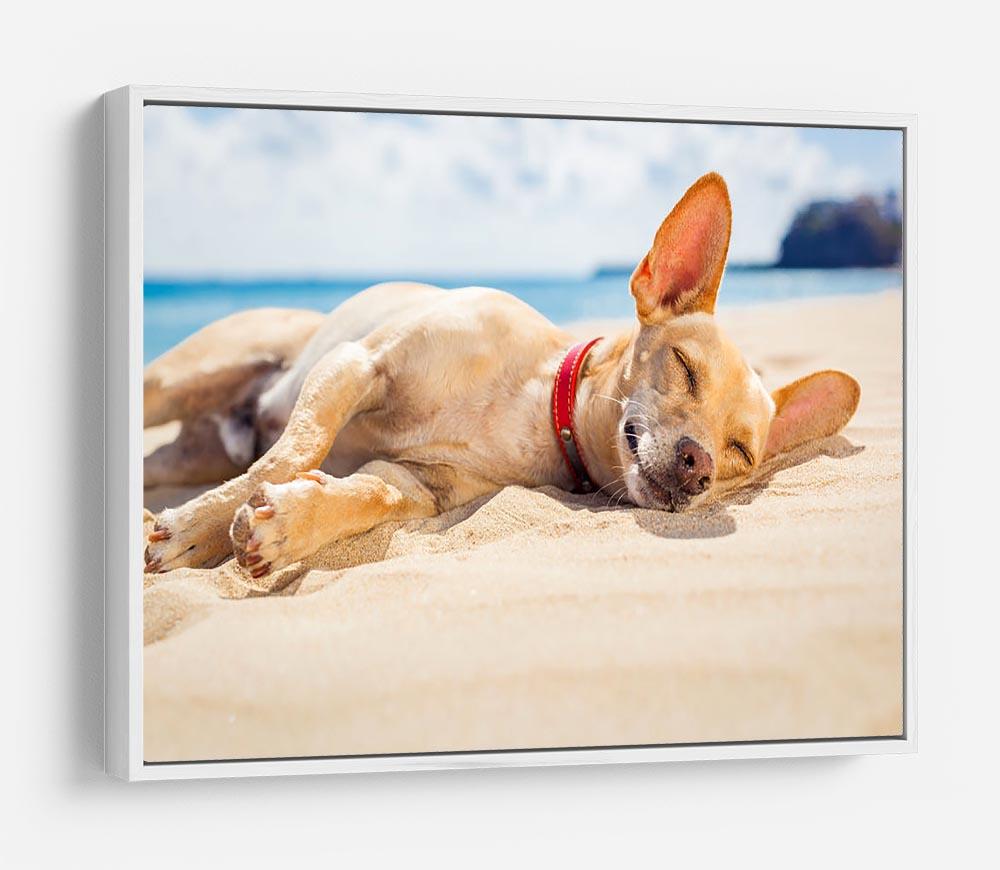 Chihuahua dog relaxing and resting HD Metal Print - Canvas Art Rocks - 7