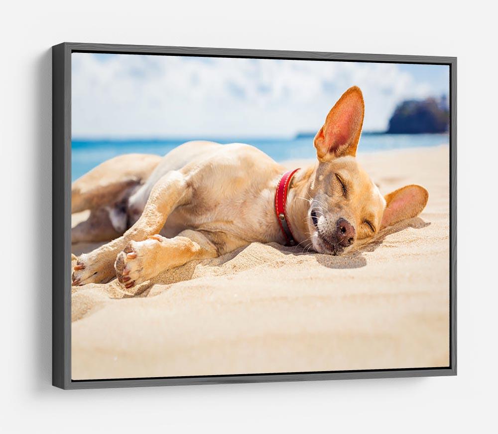 Chihuahua dog relaxing and resting HD Metal Print - Canvas Art Rocks - 9