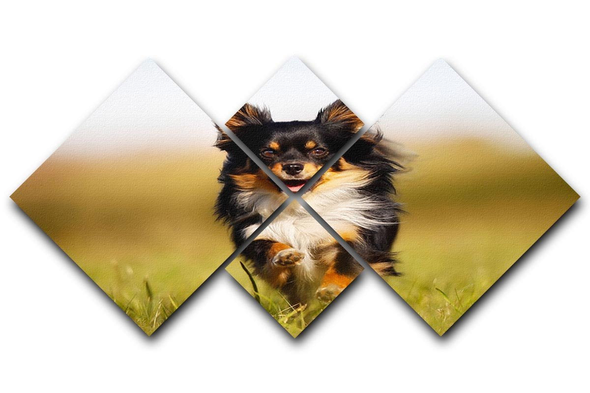 Chihuahua dog running towards the camera in a grass field 4 Square Multi Panel Canvas - Canvas Art Rocks - 1