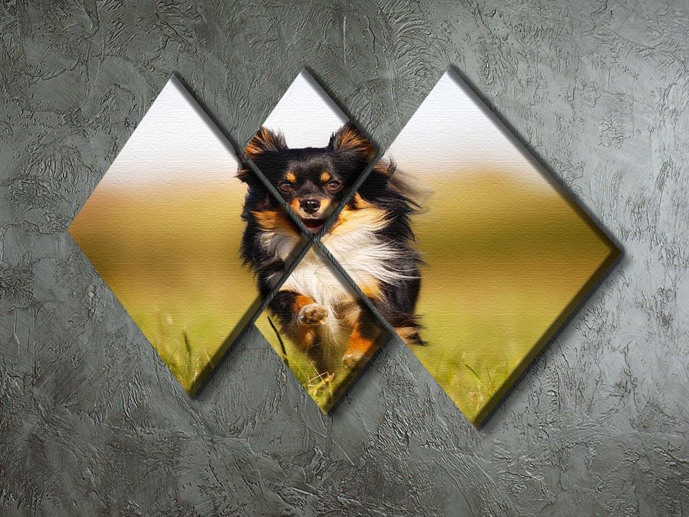 Chihuahua dog running towards the camera in a grass field 4 Square Multi Panel Canvas - Canvas Art Rocks - 2