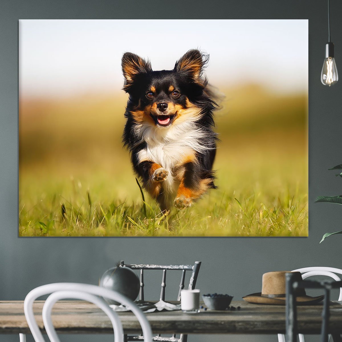 Chihuahua dog running towards the camera in a grass field Canvas Print or Poster