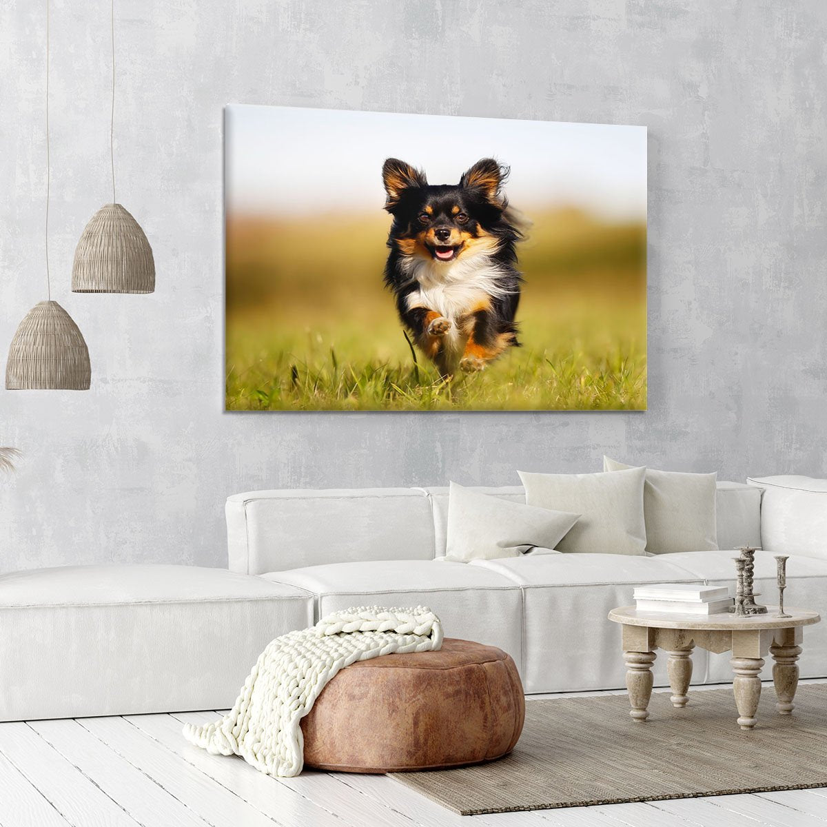 Chihuahua dog running towards the camera in a grass field Canvas Print or Poster